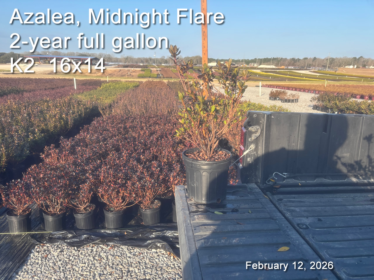 gallery/mf2yf k2 feb12.jpg